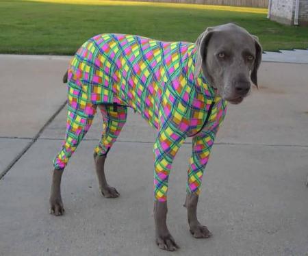 Le chien gogole !