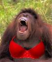 Le singe déjentée !