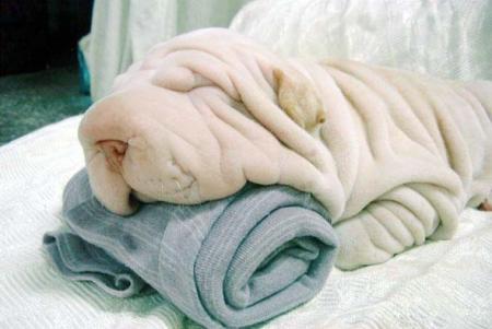 Chiens serviette