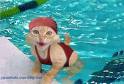 Le chaton a la piscine !